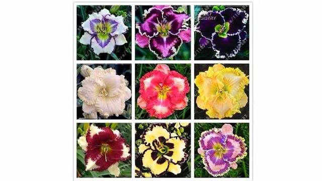 Семена Лилейника Купить На Алиэкспресс смотреть онлайн