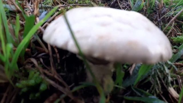 Agaricus Silvaticus ?? (11/10/2020) Sentier des Tritons смотреть онлайн