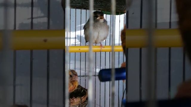 Канарейки выкармливают своего птенца и птенца домового воробья смотреть онлайн