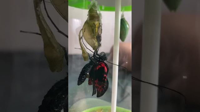 Новорожденая бабочка ?