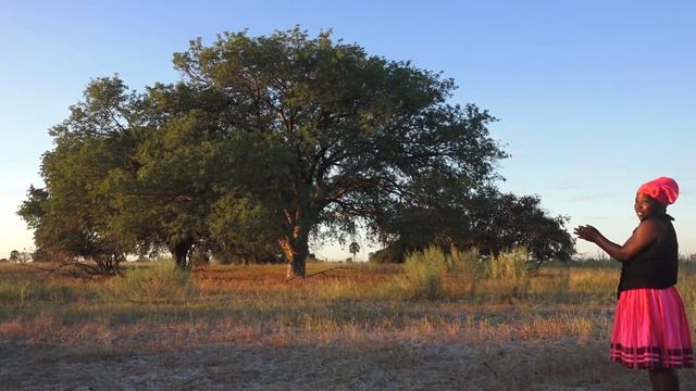 About Marula tree and Marula juice смотреть онлайн