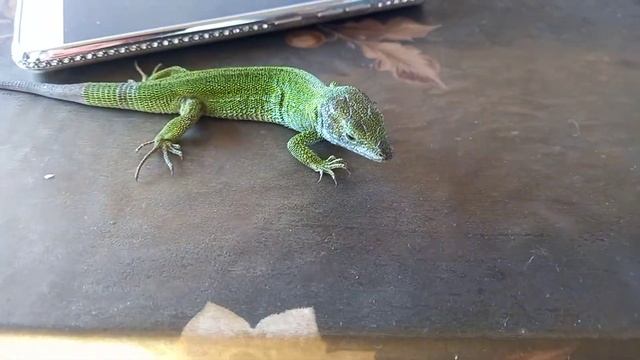 ящерица людоед съела муху смотреть онлайн