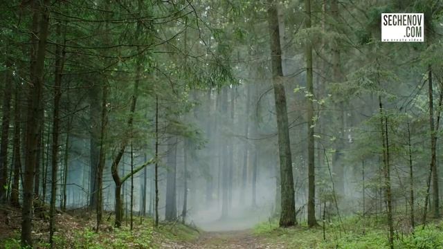 II ЕВРОПЕЙСКИЕ ИГРЫ В МИНСКЕ: Мультимедийный контент