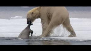 БЕЛЫЙ МЕДВЕДЬ vs ГРИЗЛИ ! КТО СИЛЬНЕЕ ?