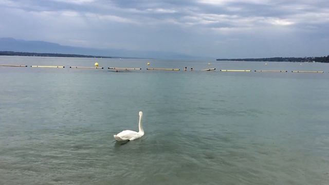 Beautiful Lake Geneva and Beach In Geneva, Switzerland #geneva #lakegeneva #switzerland смотреть онлайн