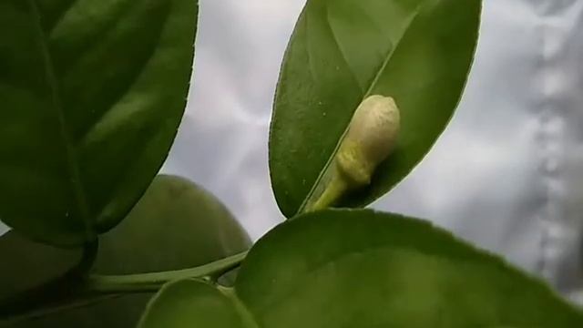 Как цветет лимон. How lemon blooms. смотреть онлайн