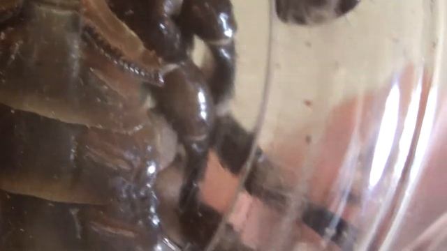 BOW TO THE EMPERORS (Pandinus imperator) | SCORPION UNBOXING! смотреть онлайн