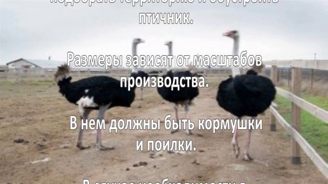 Разведение птицы смотреть онлайн