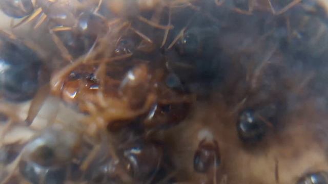 ПЯТНИСТЫЙ МУРАВЕЙ ДРЕВОТОЧЕЦ | CAMPONOTUS MACULATUS SUBNUDUS | КОРМЛЕНИЕ + ОХОТА? #муравьи смотреть онлайн