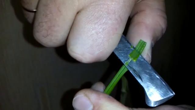 Щеплення мандарина Otsu на дичку лимона. Grafting Mandarin Otsu to wildings lemon. смотреть онлайн