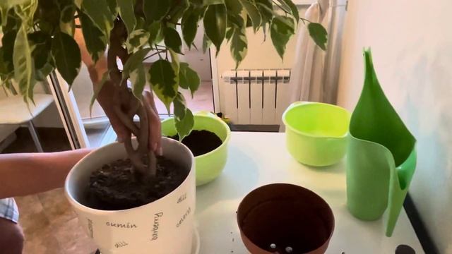 ПЕРЕСАДКА ПЛЕТЕНОГО ФИКУСА БЕНДЖАМИНА ГОЛДЕН КИНГ смотреть онлайн