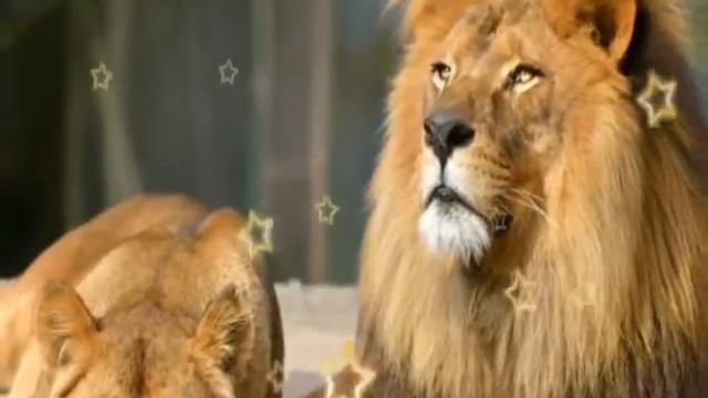 Картинки природы,животных и цветов.ОБРАЗЦЫ КАРТИНОК.Pictures of nature,animals,flowers.SAMPLES OF P смотреть онлайн