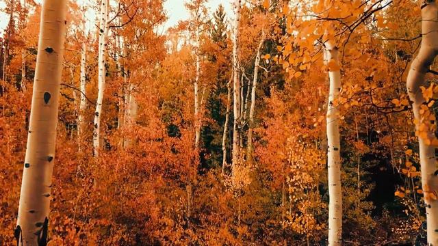 "Сказка на ночь" СЛУШАТЬ ВСЕМ, НЕ ПРОСТО СЛУШАТЬ, А УСЛЫШАТЬ. "ЗЕМЛЯ ДАРА" смотреть онлайн