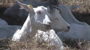 Зааненские козы на сернурской ферме Лукоз