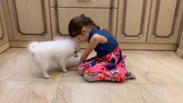 Белый шпиц щенок. Дрессировка. Учим ходить на задних лапках. смотреть онлайн