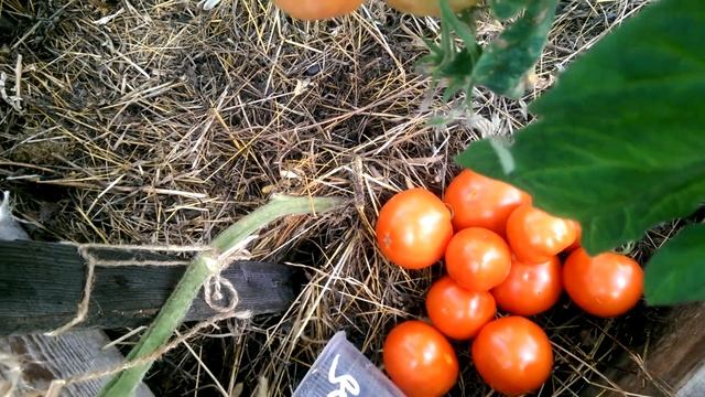 Томат Крайний север на 25 августа смотреть онлайн