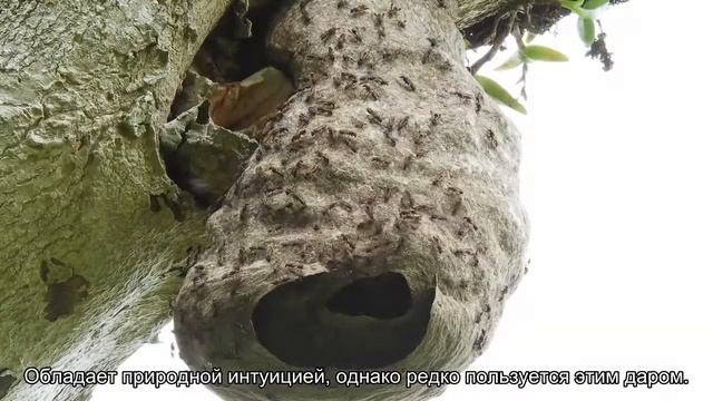 Значение имени Береслава. Толкование, судьба, характер смотреть онлайн