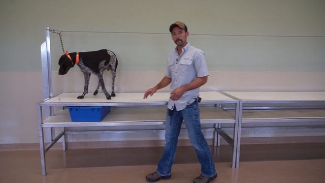 Teach Your Dog To Fetch - Trained Retrieve Step 1 - Getting Comfortable On The Table смотреть онлайн