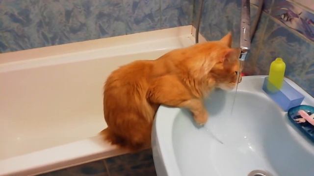 Мейн-Кун пьет воду смотреть онлайн