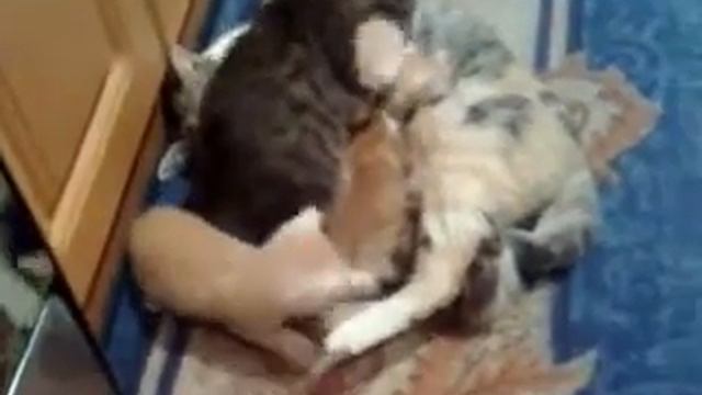 Кошка,котята и приемыш смотреть онлайн
