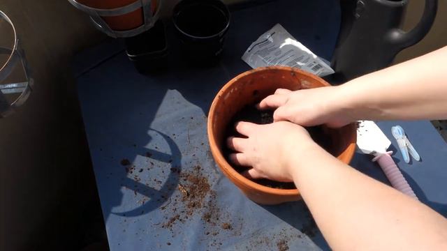 Planting geraniums and lobelias смотреть онлайн
