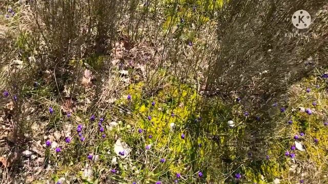 ❗️ДИВНОМОРСКОЕ В ЦВЕТАХ❗️СИНИЕ ЦВЕТЫ❗️ВЕСНА В ЛЕСУ❗️МУСКАРИ❗️ДИВНОМОРСКОЕ ВЕСНА 2021❗️ смотреть онлайн