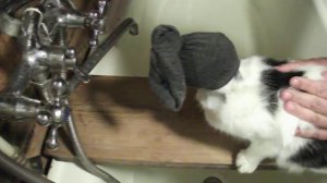 Как помыть кота (кошку) чтобы не царапался /От Океаны