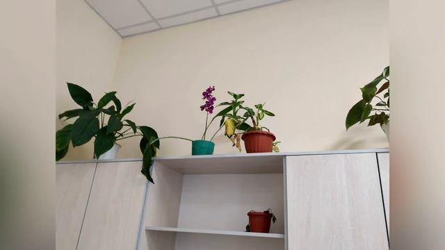 Распространение паразитов на комнатных растениях 3 месяца фото смотреть онлайн