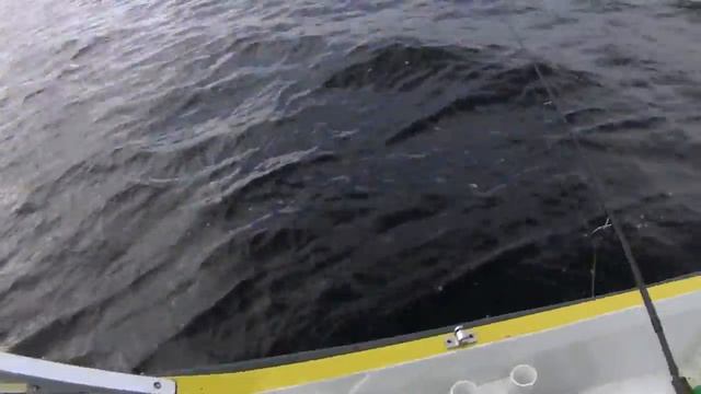 Makrela ,szal makrelowy !!! смотреть онлайн