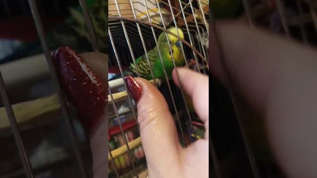 Кеша говорун. Иннокентий. Кеша мамочкин любимчик))) смотреть онлайн