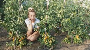 ТОМАТ "ДЕ БАРАО РОЗОВЫЙ"- ТОМАТ "ДЕ БАРАО ЧЁРНЫЙ"/ТОМАТЫ В ОТКРЫТОМ ГРУНТЕ