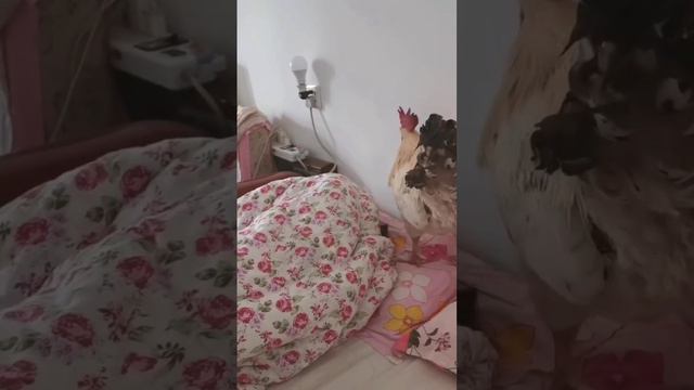 Эффективный будильник смотреть онлайн