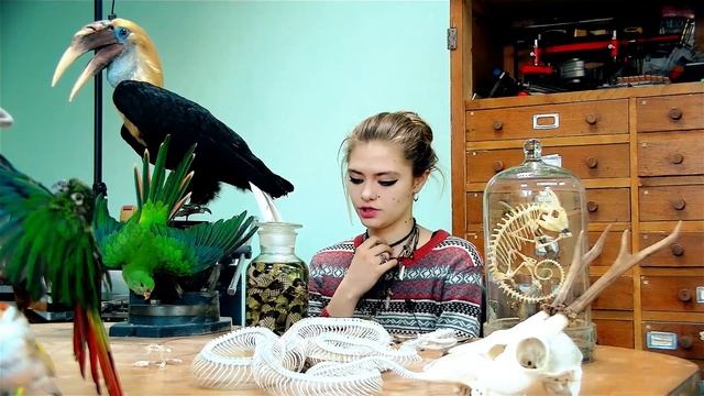 ТАКСИДЕРМИЯ-С ЧЕМ ЕЕ ЕДЯТ?МАРГАРИТА ЧАЙКА О ТРУПАХ, ЧЕРЕПАХ И БАБОЧКАХ. смотреть онлайн