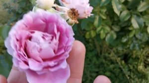 FANCY RUFFLE ROSE plant by INTERPLANT バラ ファンシー ラッフル Keisei Rose Garden JAPAN November 2022