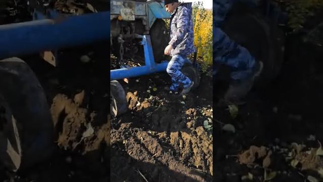 Выкопка саженцев Абрикос Краснощекий | КФХ Манаков смотреть онлайн