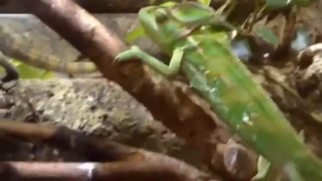 Смена цвета хамелеона смотреть онлайн