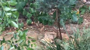 ?Как растёт Аризонский кипарис?