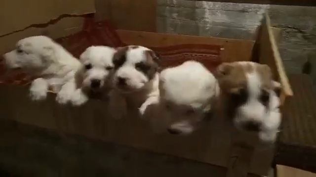 Подрастающие щенки САО смотреть онлайн