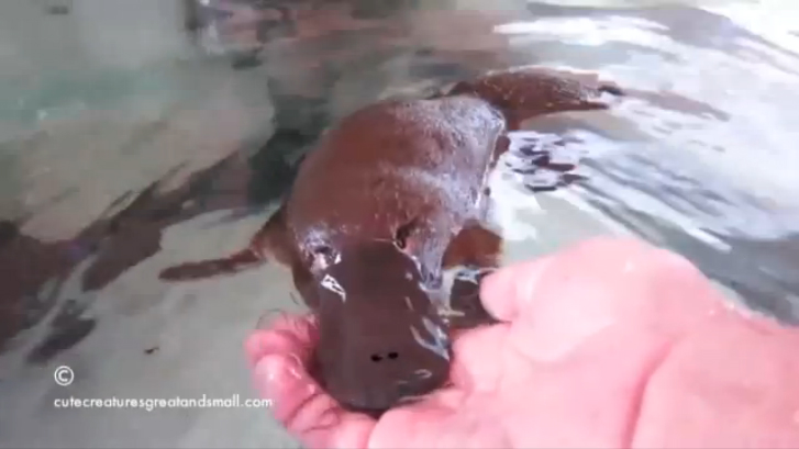 Зачем нужен дельфинарий, когда есть утконосарий? смотреть онлайн