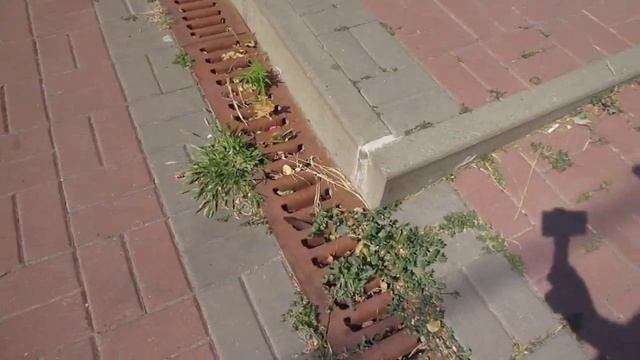 Ростов-на-Дону. Улица 11-я линия. Начало осени. 2 сентября 2023 года. смотреть онлайн