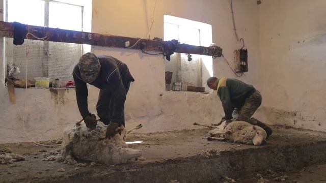 Технология стрижки овец смотреть онлайн