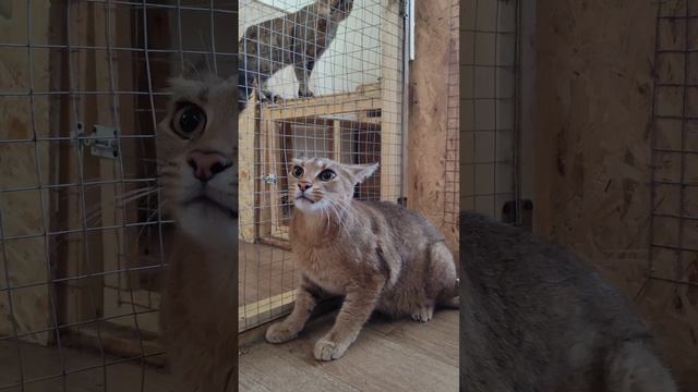 Каракет Маечка требует цып , часть 1 #cat #caracal #cute смотреть онлайн