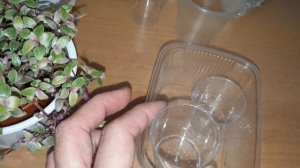 100% черенкование каллизии "Pink Panther"  в домашних условиях.