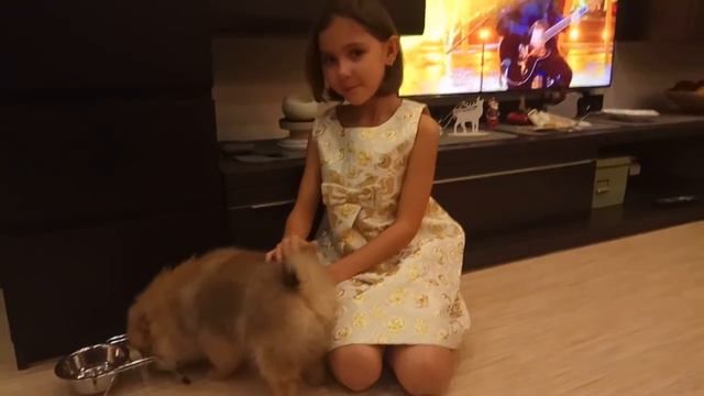 Самый лучший Новогодний подарок шпиц Heather Honey 2 смотреть онлайн
