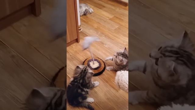 Котята британцы смотреть онлайн
