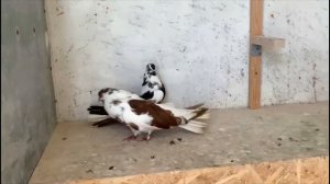 Николаевские голуби Строителева Олега Петровича, ч2