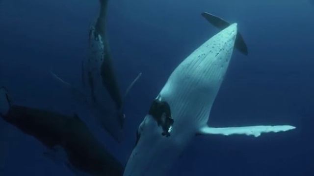 АВТОНОМКА смотреть онлайн