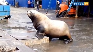 На Камчатке сивуч снова попался на краже улова рыбаков