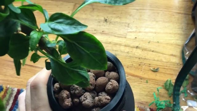 How To Grow Paprika Pepper Indoors - Feher Ozon Sweet Paprika Pepper - Part 9 смотреть онлайн