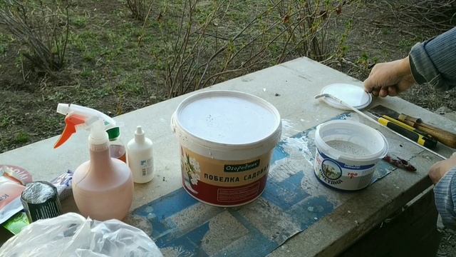 Смола на абрикосе. Клей на стволе дерева. Камедетечение , что с этим делать? #Камедетечение